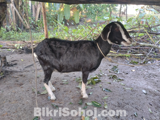 খামারের সকল ছাগল বিক্রি করা হবে